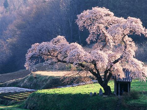 Wallpaper Japanese Landscape The Cherry Blossom 1920x1200 Hd Picture