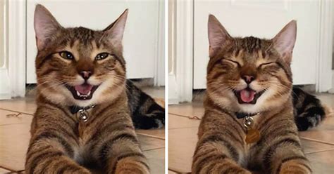 Photos Of Laughing Cat Went Viral And Became A Dad Joke Meme