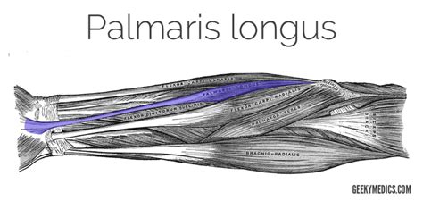Select from 4,724 premium tendons of the highest quality. Muscles of the Anterior Forearm | Anatomy | Geeky Medics