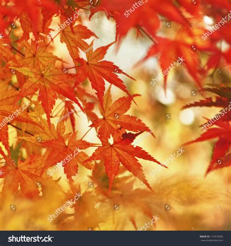 Magic Autumn Maple Leaves Stock Photo 114319585 Shutterstock