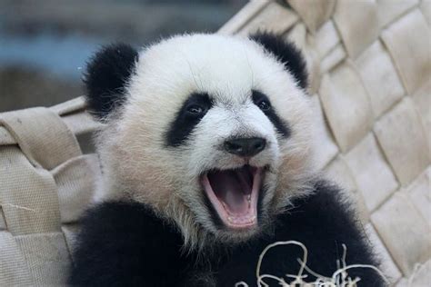 Got Teeth Panda Bear Panda Bear Art Baby Panda Bears