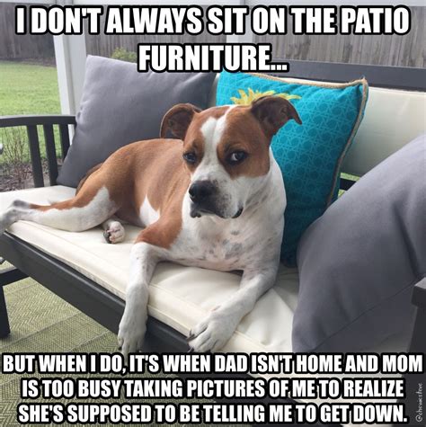 The Most Interesting Dog In The World Chewslife Memes Dogmemes