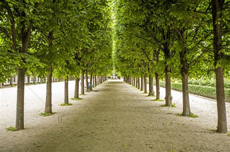 Rows Of Trees In Palais Royal Gardens In Paris France Stock Photo Offset