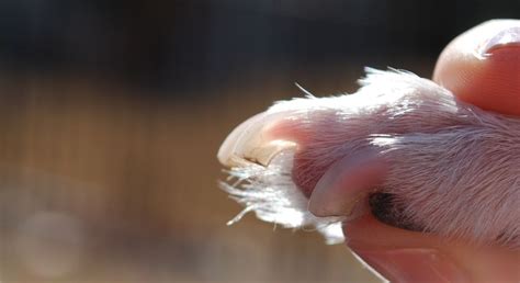 Many dogs dislike having their nails trimmed, but leaving them too long can cause serious issues. How To Cut Your Dog's Nails (Without Being Afraid) - Proud ...