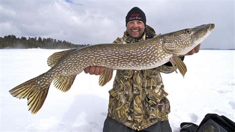 Why Youve Got To Try Jolting Jigs For Northern Pike Outdoor Canada