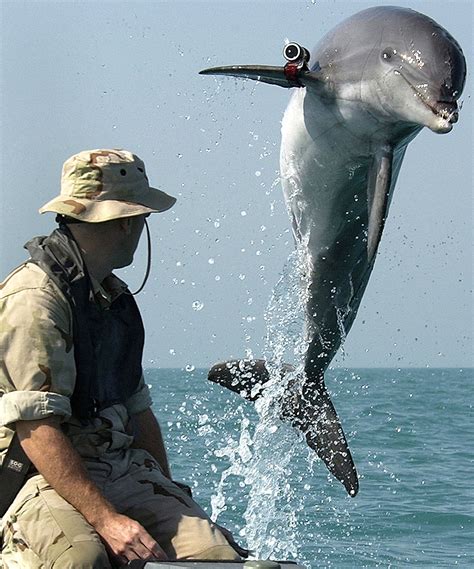 Use Of Dolphins By The Us Navy Dolphin Project