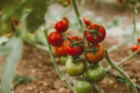 How To Grow Campari Tomatoes From Scratch A Complete Guide Above