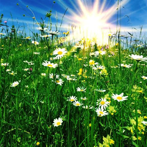 Sunny Flower Meadow Stock Photo Image Of Herbs Grass 71814236