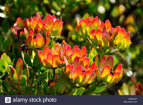 We did not find results for: Protea flowers bloom. Table Mountain National Park ...