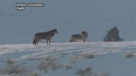Us Wildlife Officials Plan To Lift Protections For Gray Wolves Across