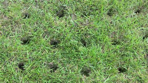 How To Stop Small Round Holes In Lawn Housedivi