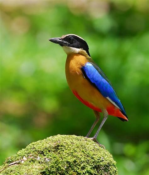 A Colorful Bird Sitting On Top Of A Moss Covered Tree Branch In Front