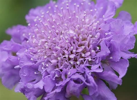 Pincushion Scabiosa Columbaria Butterfly Blue You Can Se Flickr