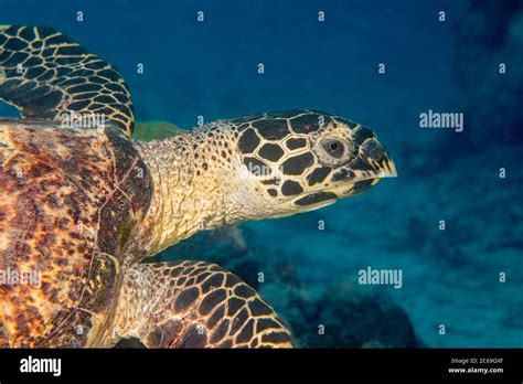 A Close Look At The Head Of A Critically Endangered Hawksbill Turtle