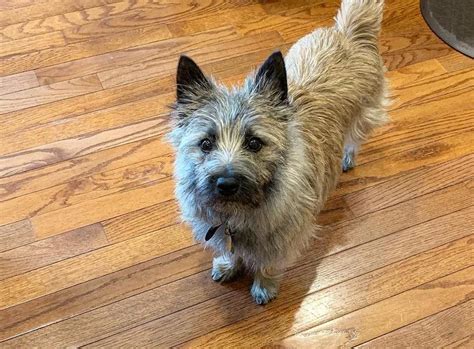 Cairn Terrier Breed Information Guide Quirks Pictures Personality