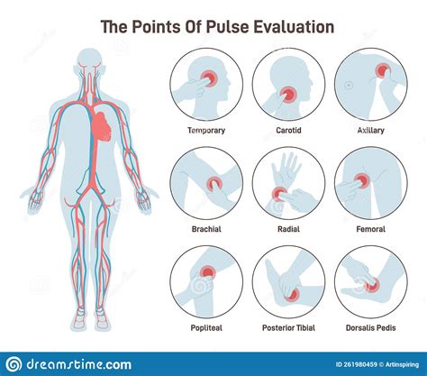The Major Arteries And Pulse Points On Human Body Heartbeat Evaluation
