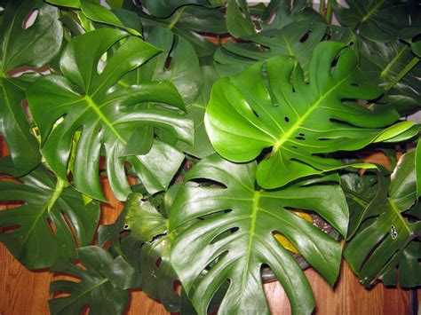 Swiss cheese plant are available in different plant families to help you find your best plant. Easy Houseplant—Swiss Cheese Plant or Monstera Deliciosa ...