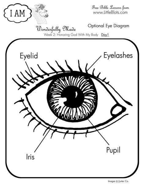 Free Printable Eye Anatomy Worksheets