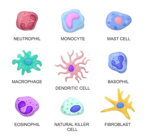 Premium Vector Types Of Blood Cells Vector Illustrations Set
