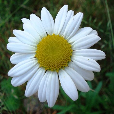 Biological Control Of Oxeye Daisy
