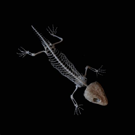 Tokay Gecko Skeleton By Exifia On Deviantart