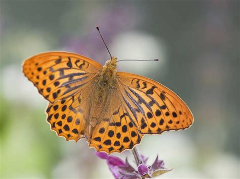 The Silver Washed Fritillary Butterfly Saga