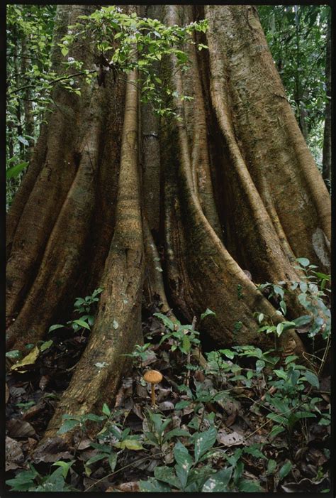 Trees In The Tropical Rainforest