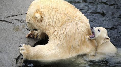 Bebé Oso Polar Sale Al Aire Libre Por Primera Vez En El Zoológico