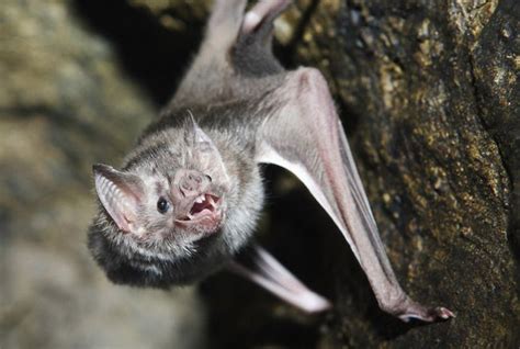 10 Facts About Bats Vampire Bat Animals Sleeping Animals
