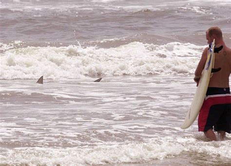 Warm Ocean Waters Bring An Unwelcome Resident To The Outer Banks Bull