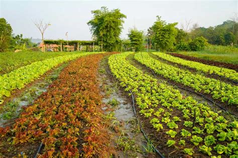 Integrated Organic Farming A Holistic Approach To Agriculture