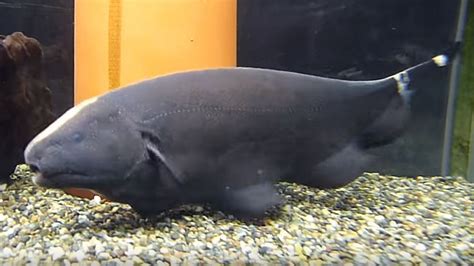 Black Ghost Knifefish The Friendly Ghost Tropical Fish Keeping