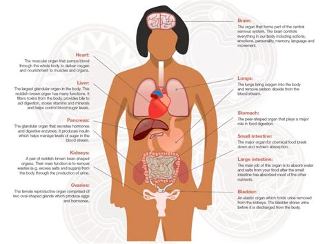Human anatomy female human anatomy picture human anatomy chart human anatomy drawing body anatomy organs human body organs human body. Anatomy | Human anatomy | Organs | What constitutes the ...