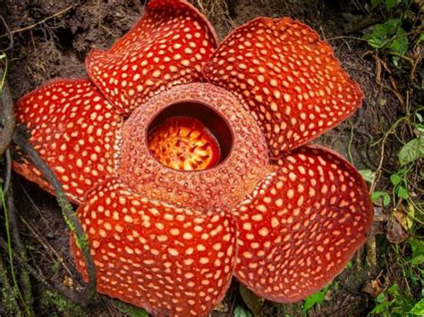 Rafflesia Arnoldii Corpse Flower World Of Flowering Plants