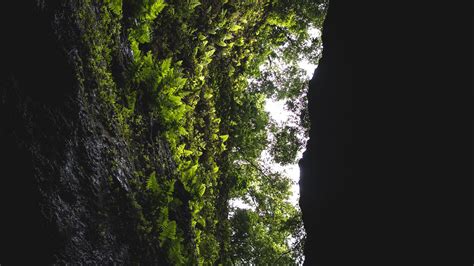 Download Wallpaper 1920x1080 Cave Rock Vegetation Fern