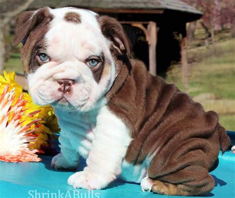 Home for the best english bulldog puppies get your pups at affordable prices including available puppies, shipment details, about and more. #English #Bulldog #Puppy | Cute bulldog puppies