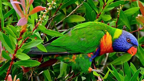 Multicolor Birds Animals Tropical Parrots Rainbow Lorikeet
