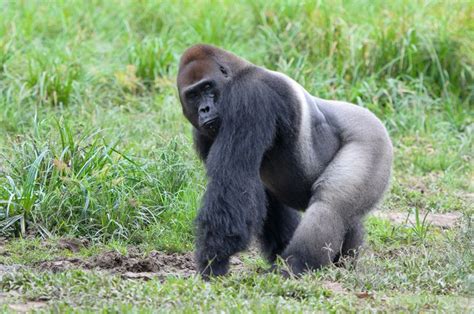 Western Lowland Gorilla V Common Warthog Carnivora