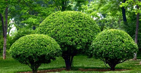 Tipos De Arbustos Qué Son Y Características ️ Postposmo Postposmo
