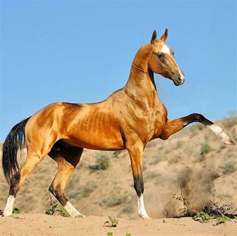 Akhal Teke Ulukbek Akhal Teke Horses Horse Breeds Beautiful Horses
