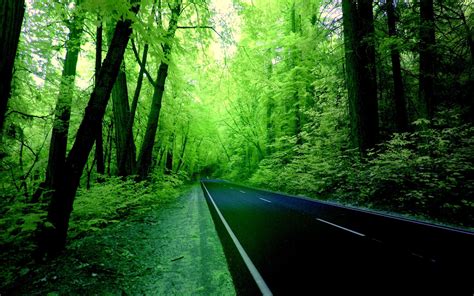 Nature Forest Wallpapers Top Free Nature Forest Backgrounds