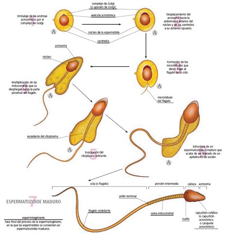 Cómo se forman los espermatozoides Gravida Fertilitat Avançada