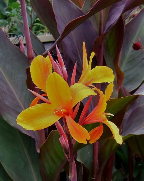 Canna Lily Sémaphore Aka Pacific Beauty Botânica Flores Orquidea