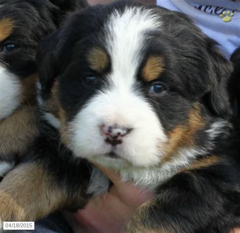 Mini Bernese Mountain Dog Puppies For Sale In Pa Free Baby Puppies