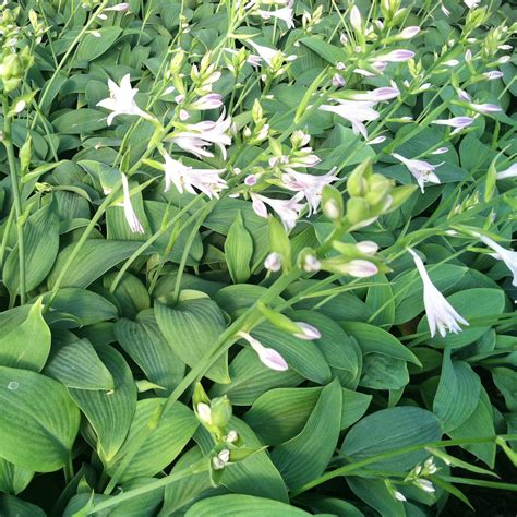 Hosta Fragrant Blue Plantain Lily 35 Pot Little Prince To Go