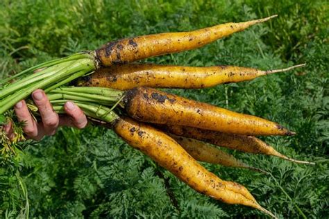 How To Harvest And Save Carrot Seeds Gardeners Path