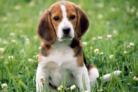 Look at pictures of beagle puppies who need a home. Buy Beagle Puppy Near Me | PETSIDI