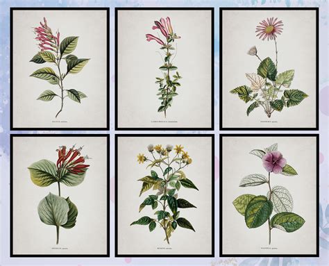 Set Of 6 Vintage Botanical Wall Art Botanical Poster Set Etsy