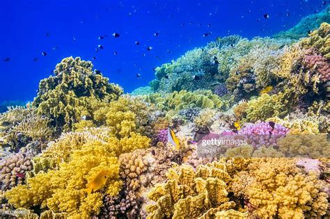 Beautiful Tropical Coral Reef On Red Sea High Res Stock Photo Getty