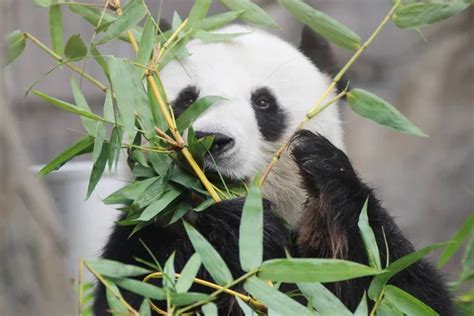 Portrait Of Giant Panda Bear 2016 Stock Image Everypixel